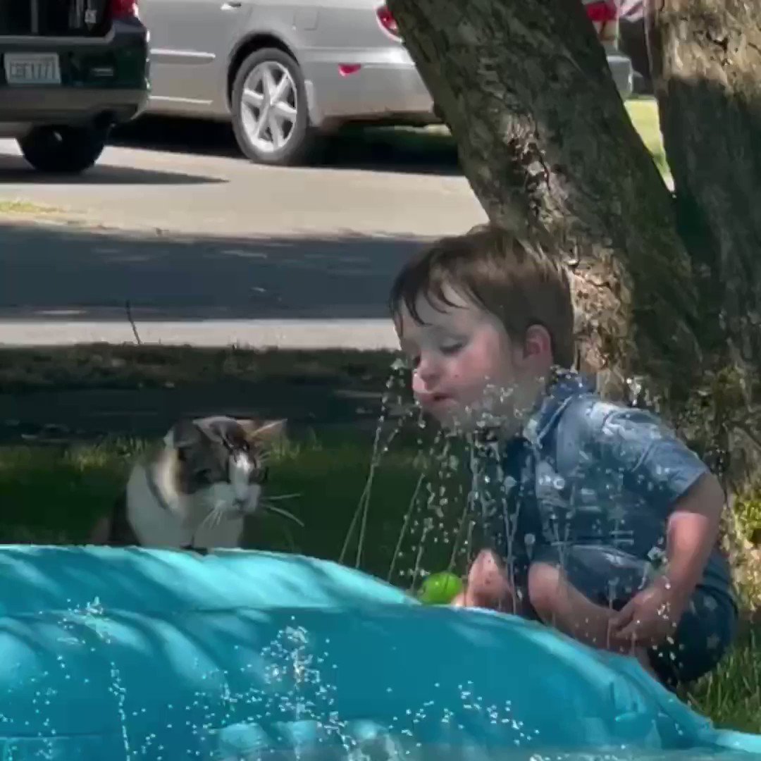 Boy And Kitten Drink Water From Sprinkler, Adorable Video Hit On Internet